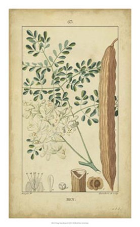 Vintage Turpin Botanical V by Pierre Jean Francois Turpin art print