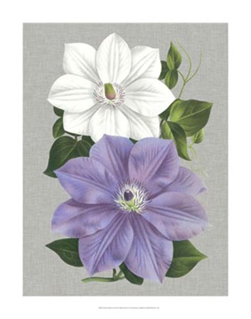 Clematis Blooms I by Pieter De Pannemaeker art print