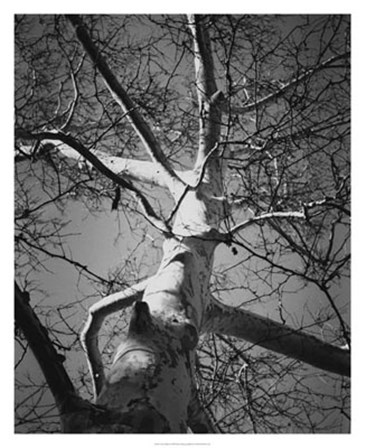 Classic Birch I by Ethan Harper art print