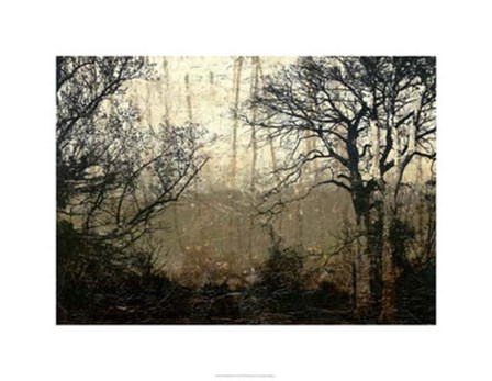 Wooded Solace II by Jennifer Goldberger art print