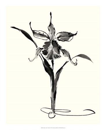 Studies in Ink - Cattleya by Nan Rae art print