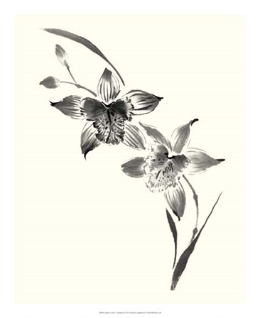 Studies in Ink - Cymbidium by Nan Rae art print