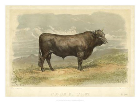 Taureau De Salers by I Bonheur art print