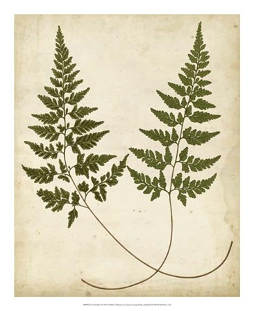 Fern Portfolio I by Francis George Heath art print