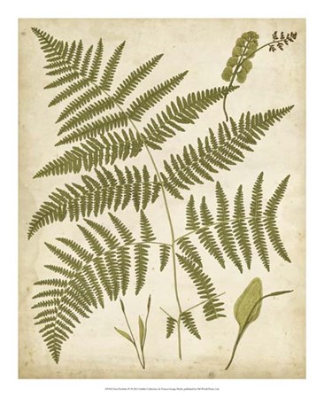 Fern Portfolio IV by Francis George Heath art print