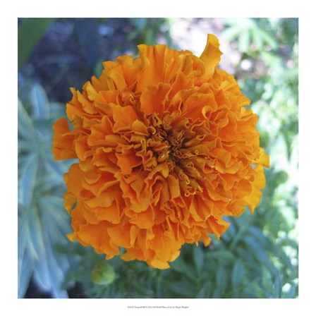 Marigold III by Megan Meagher art print