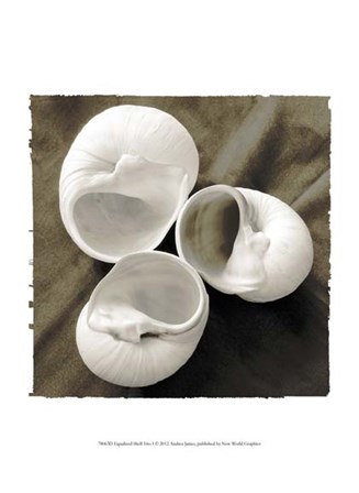 Equalized Shell Trio I by Andy James art print