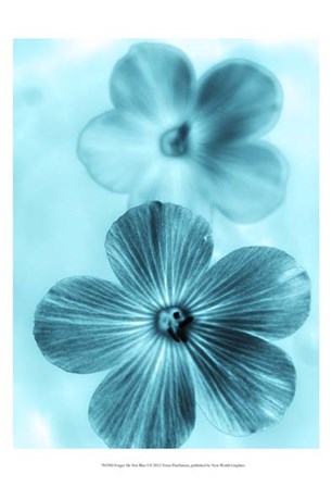 Forget Me Not Blue I by Teton Parchment art print