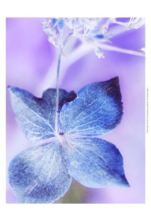 Dainty II by Teton Parchment art print