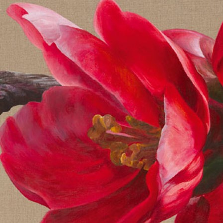 Japonica Blush II by Sarah Caswell art print