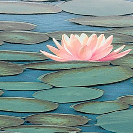 Lily Pool II by Adam Brock art print