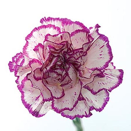 Carnation Creation I by Joseph Eta art print