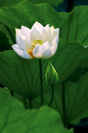 White Lotus by Nhiem Hoang art print