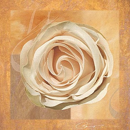 Warm Rose II by Lucy Meadows art print