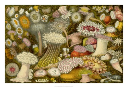 Sea Anemone Panorama art print