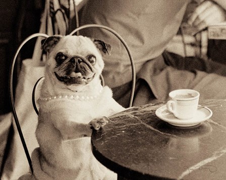 Cafe Pug by Jim Dratfield art print