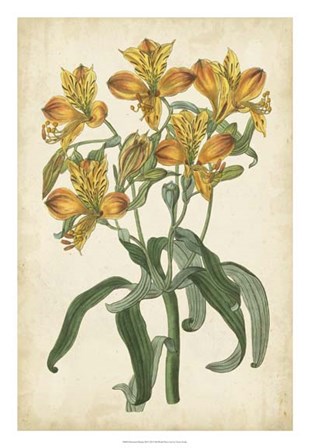 Botanical Display III by Vision Studio art print