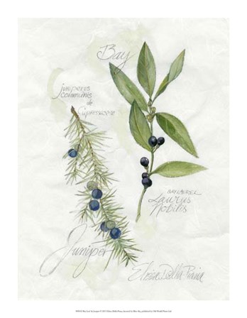 Bay Leaf &amp; Juniper by Elissa Della-Piana art print