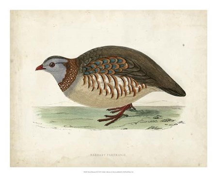 Morris Pheasants III by Tom Morris art print