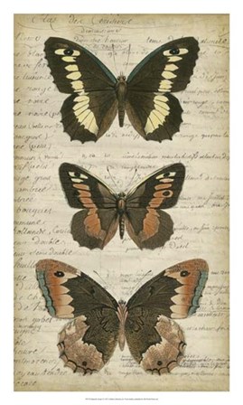 Butterfly Script I by Vision Studio art print