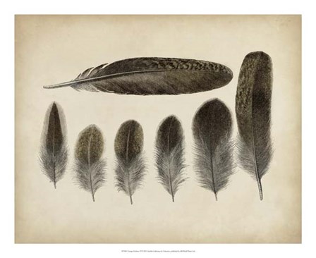 Vintage Feathers VI art print