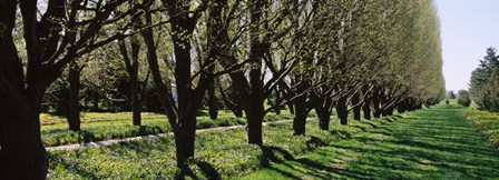 Trees along a walkway in a botanical garden, Niagara Falls, Ontario, Canada by Panoramic Images art print