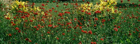 Buffalo And Erie County Botanical Gardens, Buffalo, Erie County, New York State by Panoramic Images art print