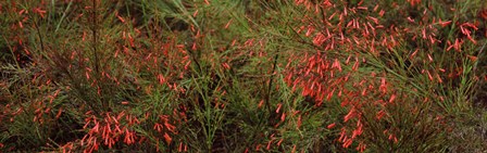 Flowers on coral plants (Russelia equisetiformis), Longboat Key, Manatee County, Florida by Panoramic Images art print