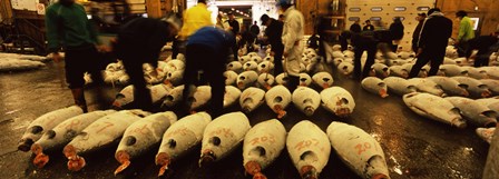 People examining tuna in a fish auction, Tsukiji Fish Market, Tsukiji, Tokyo Prefecture, Kanto Region, Honshu, Japan by Panoramic Images art print