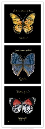 Primary Butterfly Panel II by Ginny Joyner art print