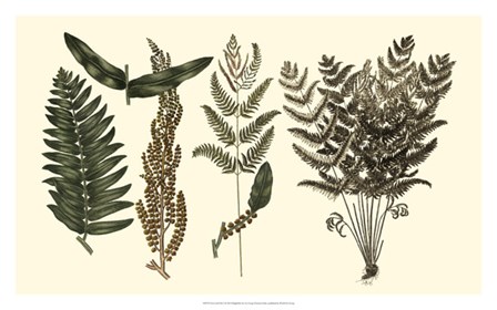 Fern Leaf Folio I by Georg C. Oeder art print