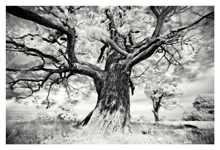 Portrait of a Tree, Study 2 by Marcin Stawiarz art print