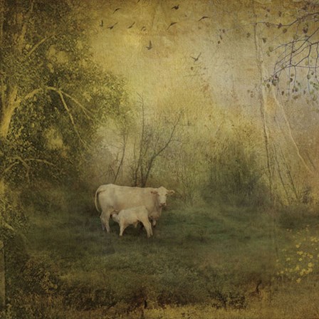 Tendre Charolais by Dawne Polis art print