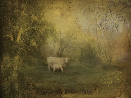 Tendre Charolais by Dawne Polis art print