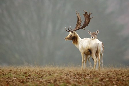 Fallow Love by Mark Bridger art print