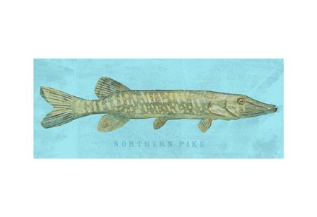 Northern Pike by John W. Golden art print