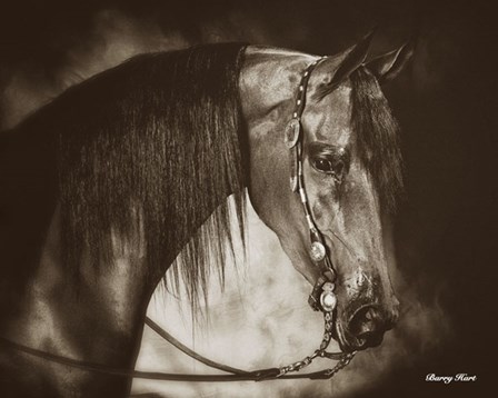 Desert Arabian by Barry Hart art print