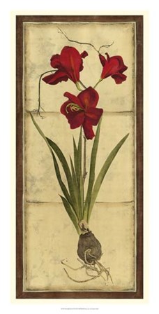 Amaryllis Panel II by Vision Studio art print