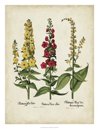 Besler Florilegium III by Basilius Besler art print