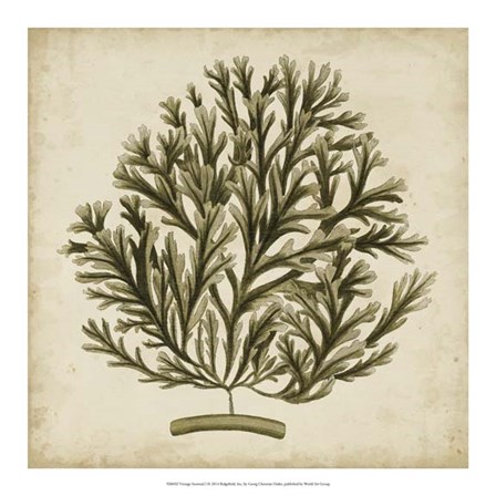 Vintage Seaweed I by Georg C. Oeder art print