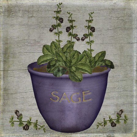 Herb Sage by Beth Albert art print