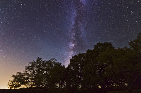 Milky Way Above LiveOoak and Mesquite Trees by John Davis/Stocktrek Images art print