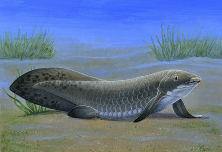 Ceratodus by H. Kyoht Luterman/Stocktrek Images art print