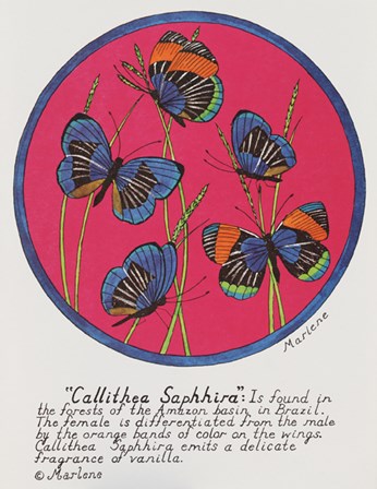 Callithea Saphhira by Marlene Siff art print