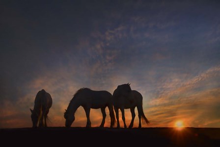 Camargue Sunrise by PHBurchett art print