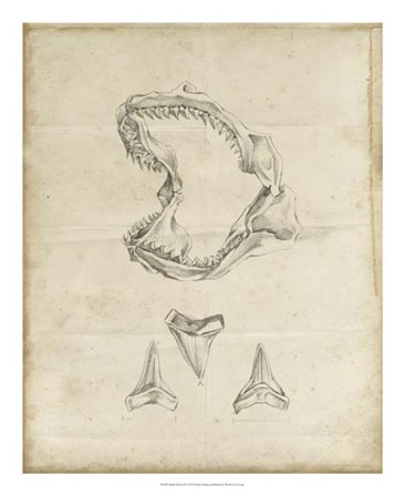 Shark Study II by Ethan Harper art print