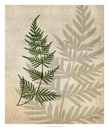 British Ferns III by John Butler art print