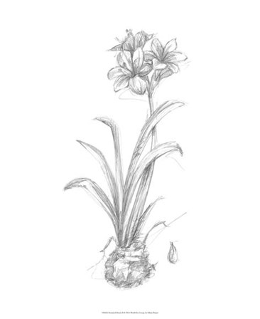 Botanical Sketch II by Ethan Harper art print