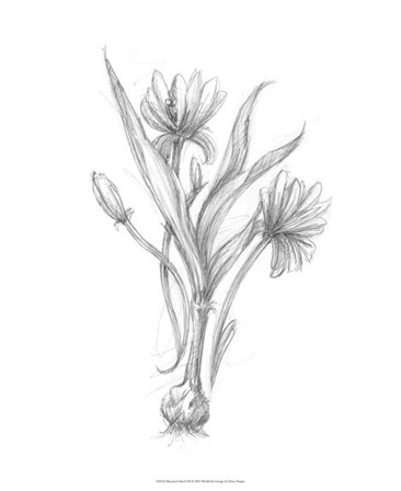 Botanical Sketch III by Ethan Harper art print