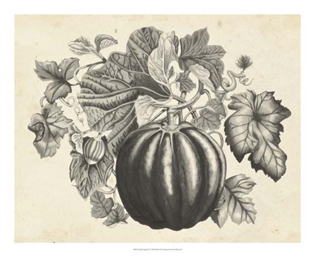 Sepia Squash I by Naomi McCavitt art print